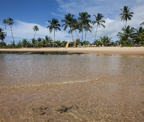 Morze, Niebo, Plaża, Palmy