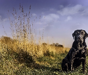 Labrador Retriever, Trawa