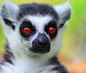 lemur