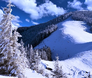 Świerki, Ośnieżone, Zima, Góry