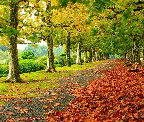 Jesień, Alejka, Liście, Ławki, Park