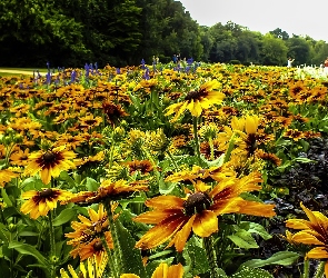 Rudbekia, Łąka, Kwiaty