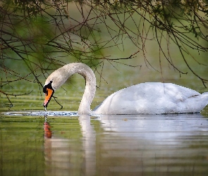 Łabędź, Woda, Gałęzie