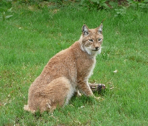 Ryś, Trawa