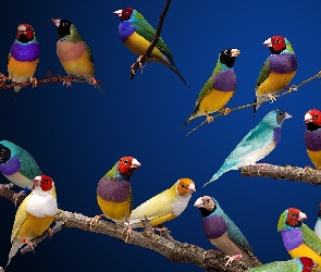 Kolorowe, Amadyńce, Ptaszki