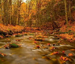 Las, Liście, Rzeka, Jesień
