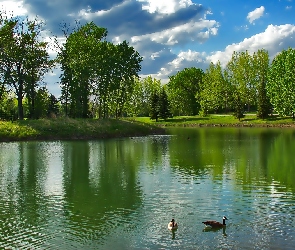 Rzeka, Kaczki