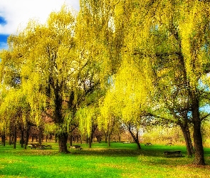 Park, Ławki