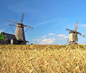 Pole, Zboże, Wiatraki