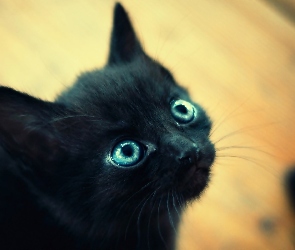 Czarny, Oczy, Niebieskie, Kot