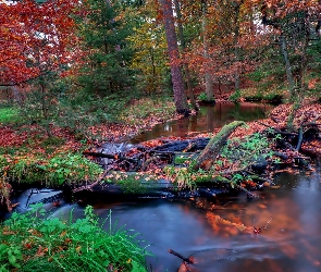 Las, Bagna, Jesień