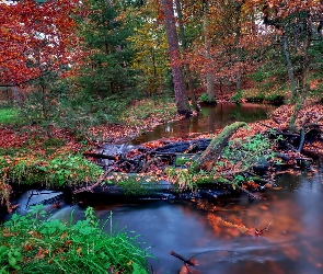 Jesień, Bagna, Las