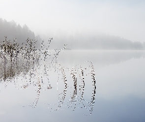 Szuwary, Trawa, Jezioro, Mgła