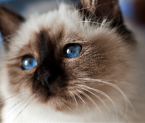 Kot, Oczy, Niebieskie, Syjamski