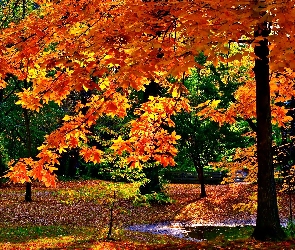 Jesień, Cień, Światło, Las