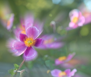 Kwiat, Zawilec Japoński