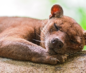Śpiąca, Fossa