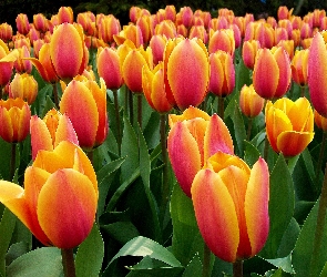 Tulipany