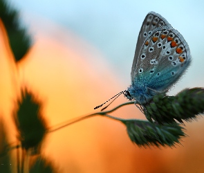 Motyl, Źdźbło, Modraszek