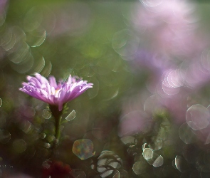 Fioletowy, Bokeh, Aster