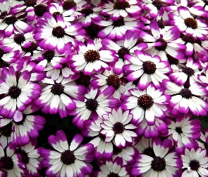 Biało, Różowa, Cyneraria