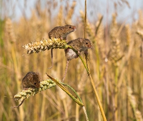Zboża, Kłosy, Myszki