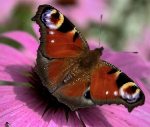 Rusałka, Różowy, Kwiat, Pawik, Motyl