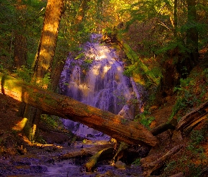 Las, Wodospad, Przebijające światło, Powalone drzewa