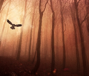 Las, Sowa, Fantasy