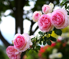 Różowe, Pnące, Róże