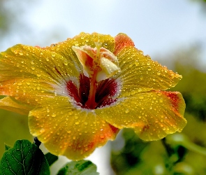 Hibiskus, Żółty