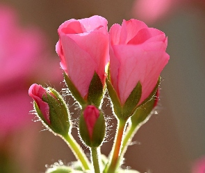 Rozowe, Geranium