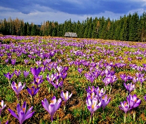 Krokusy, Łąka, Las, Dom