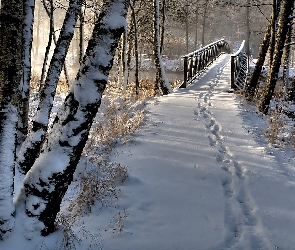 Śnieg, Zima, Ślady, Drzewa, Drewniany, Most, Park