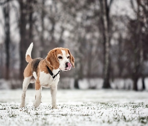 Rozmycie, Zima, Beagle, Drzewa