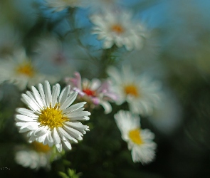 Białe, Kwiaty, Astry
