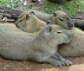 Kapibary, Kłoda, Trzy