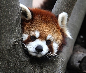 Pandka ruda, Drzewo, Panda, Czerwona