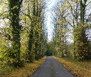 Jesień, Liście, Drzewa, Droga