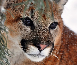 Zbliżenie, Puma