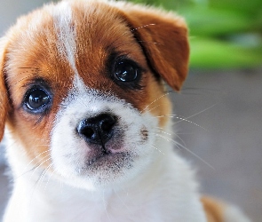 Szczeniak, Jack Russell terrier, Pies