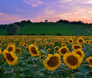 Drzewa, Wzgórze, Pole, Słoneczników