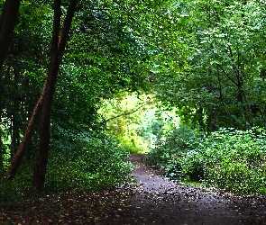 Aleja, Drzewa, Park