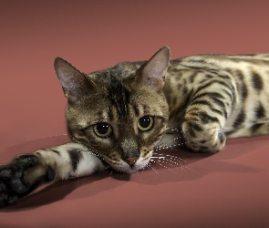 Kot Ocicat