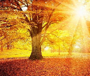 Jesień, Liście, Promienie słońca, Drzewo
