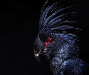Kakadu, Palmowa