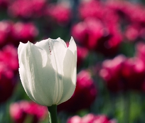 Tulipan, Rozmycie, Biały
