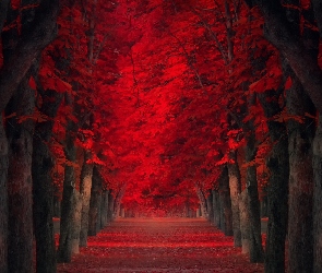 Jesien, Park, Droga, Tunel, Drzewa