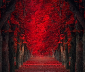Drzewa, Park, Tunel, Droga, Jesien