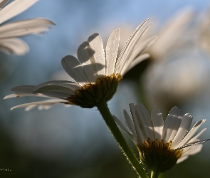 Margerytki, Kwiaty, Białe